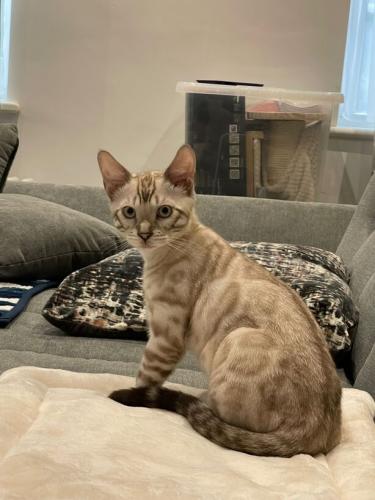 Silver Snow Lynx Bengal kitten