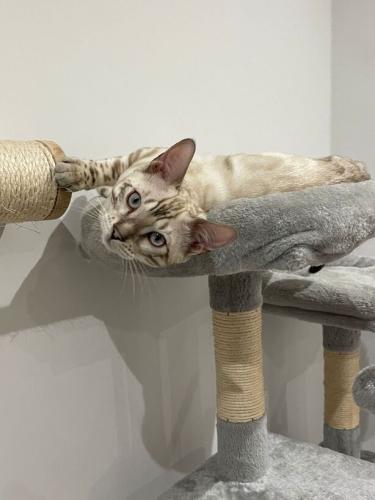 Silver Snow Lynx Bengal kitten